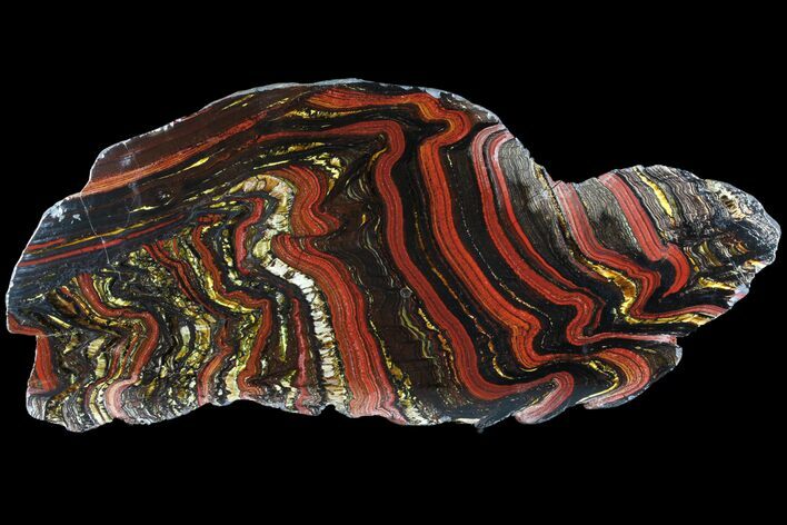 Polished Tiger Iron Stromatolite - ( Billion Years) #95898